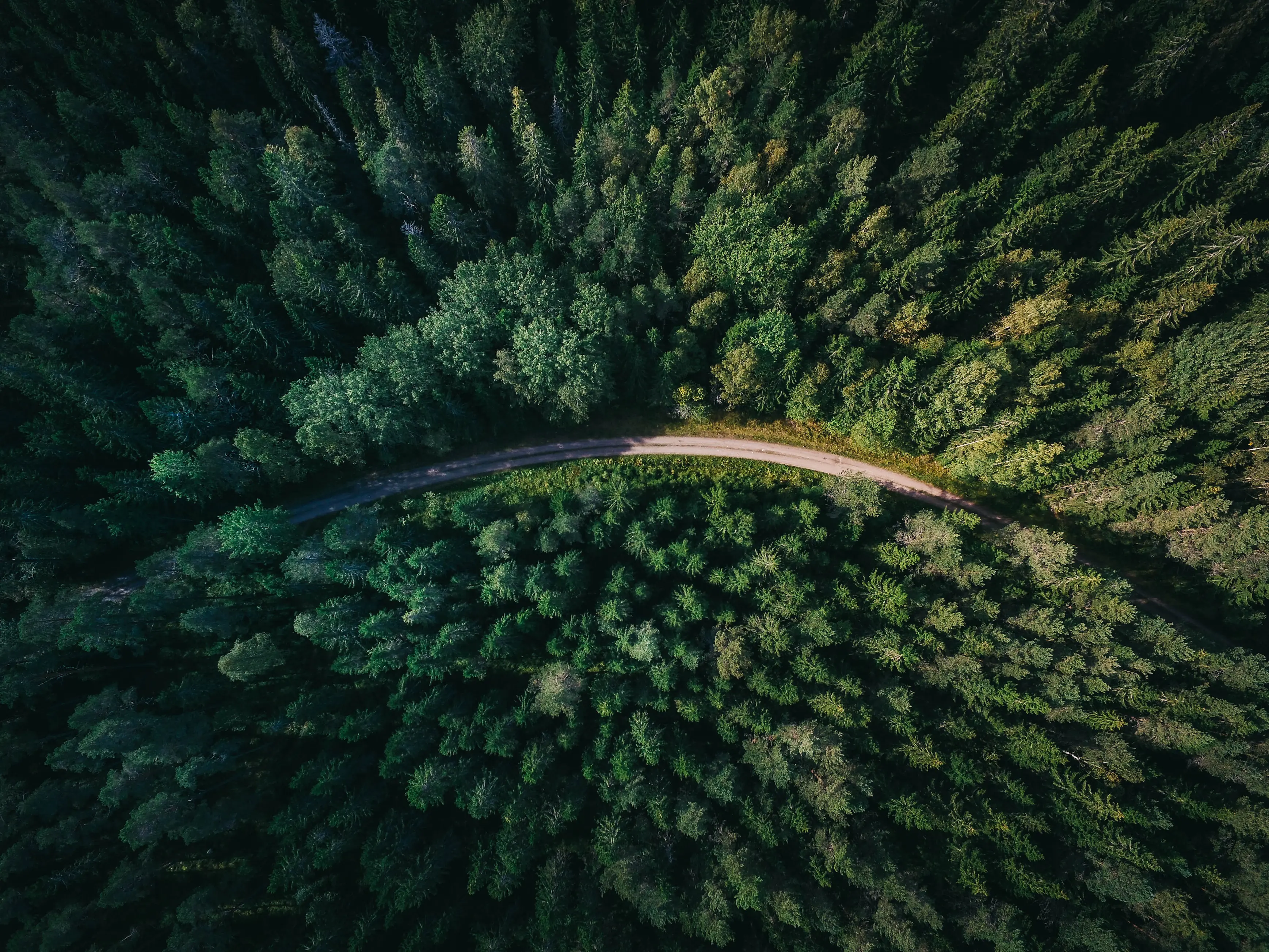 Forest road